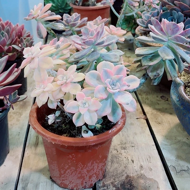 紫乐98%的锦精品多肉盆栽