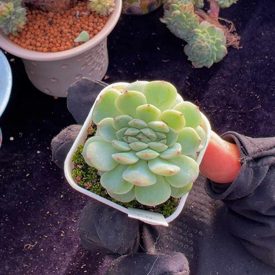 纸鸢缀化 天天开心