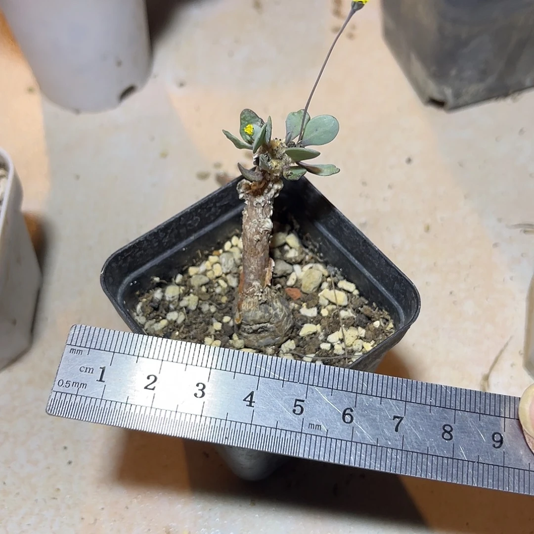 实生派马块根一物一拍