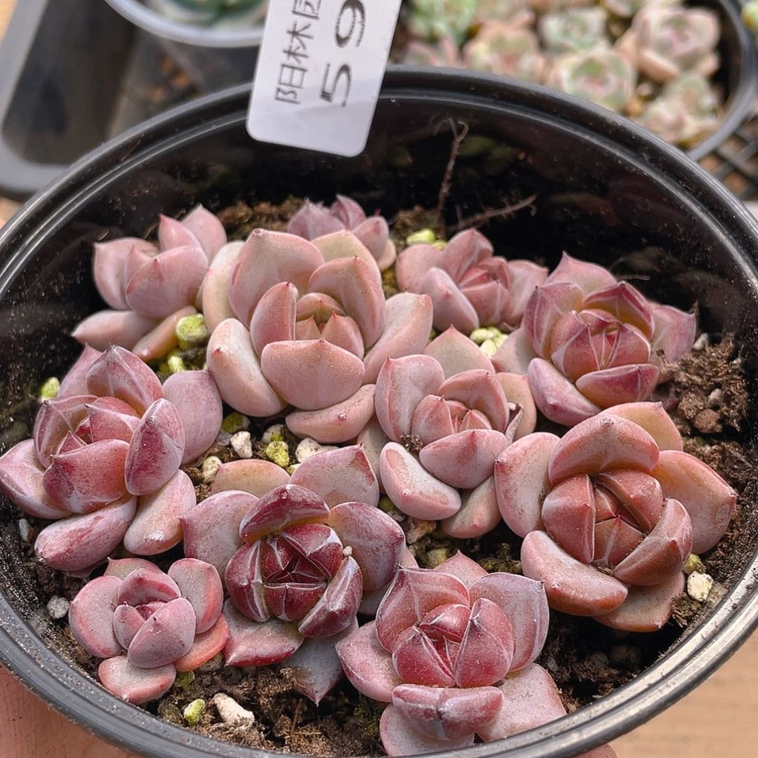 多肉植物多肉植物599