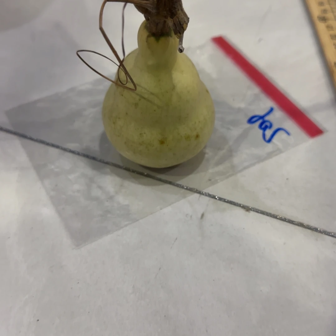 子***开青皮不包成青皮不包成