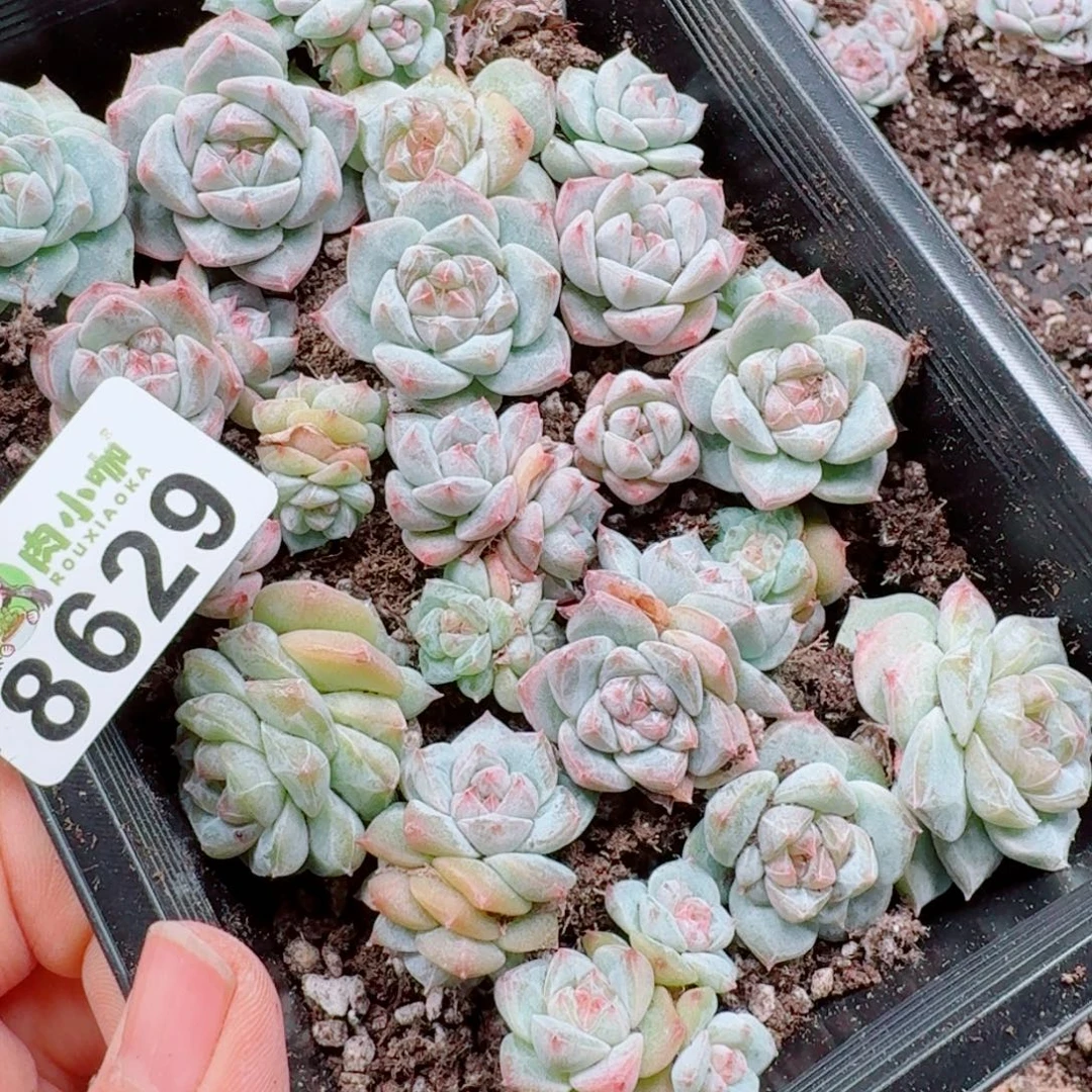 多肉植物多肉植物