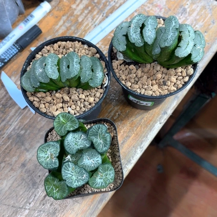 三颗组合多肉植物