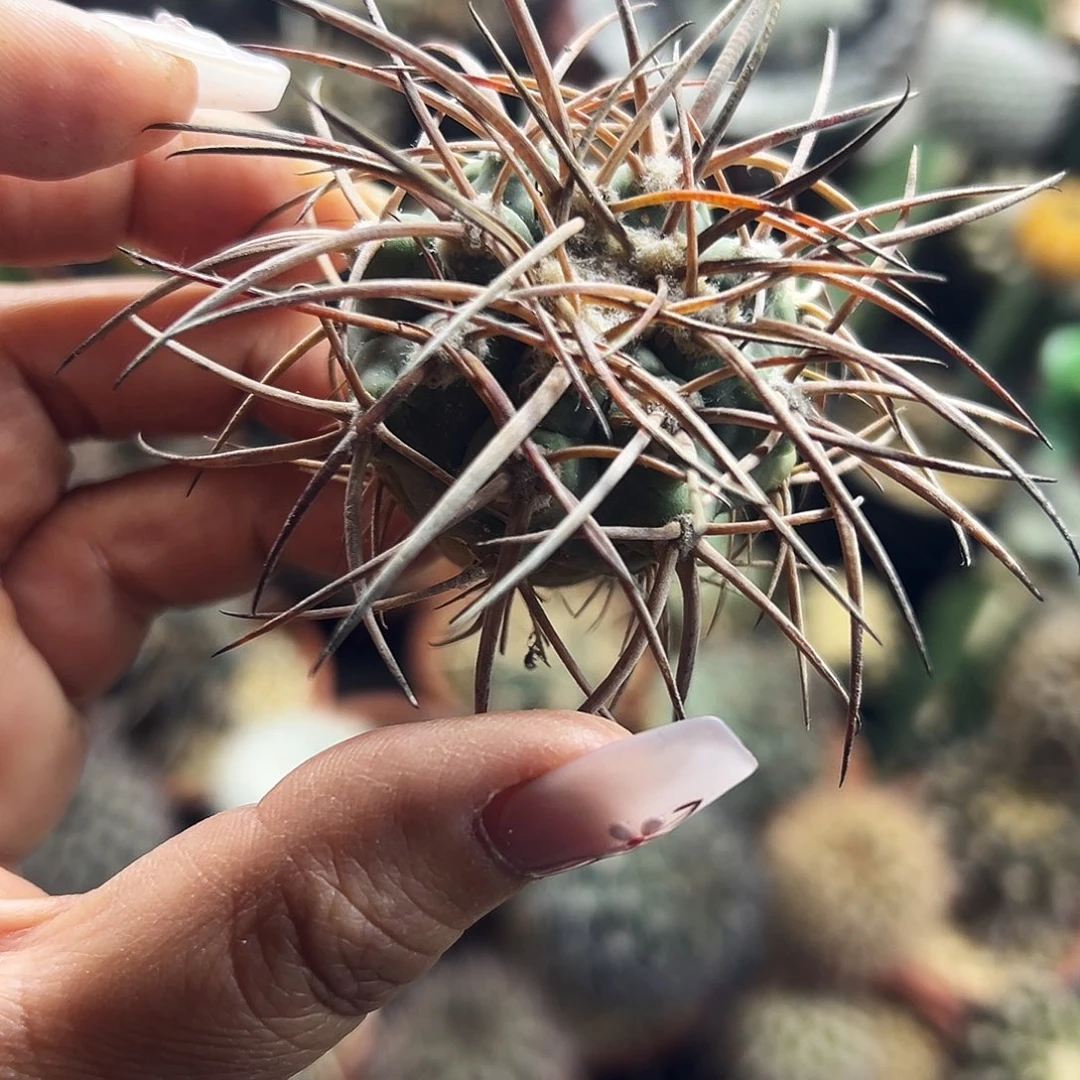 超刺天平有根仙人球666666666