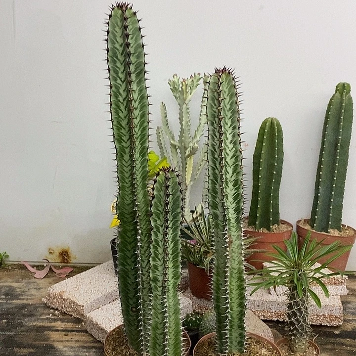 斑马组合一物一拍