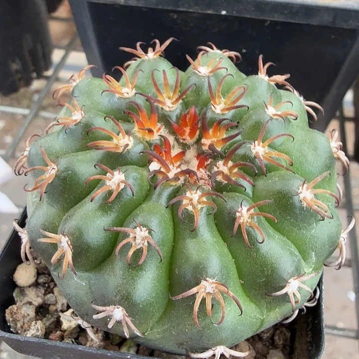 猫爪圆盘玉5仙人球