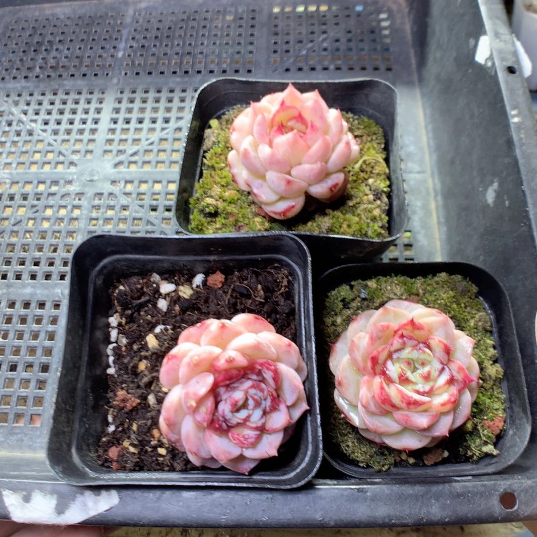 天鹅绒3颗量拍y y y y y y y y y