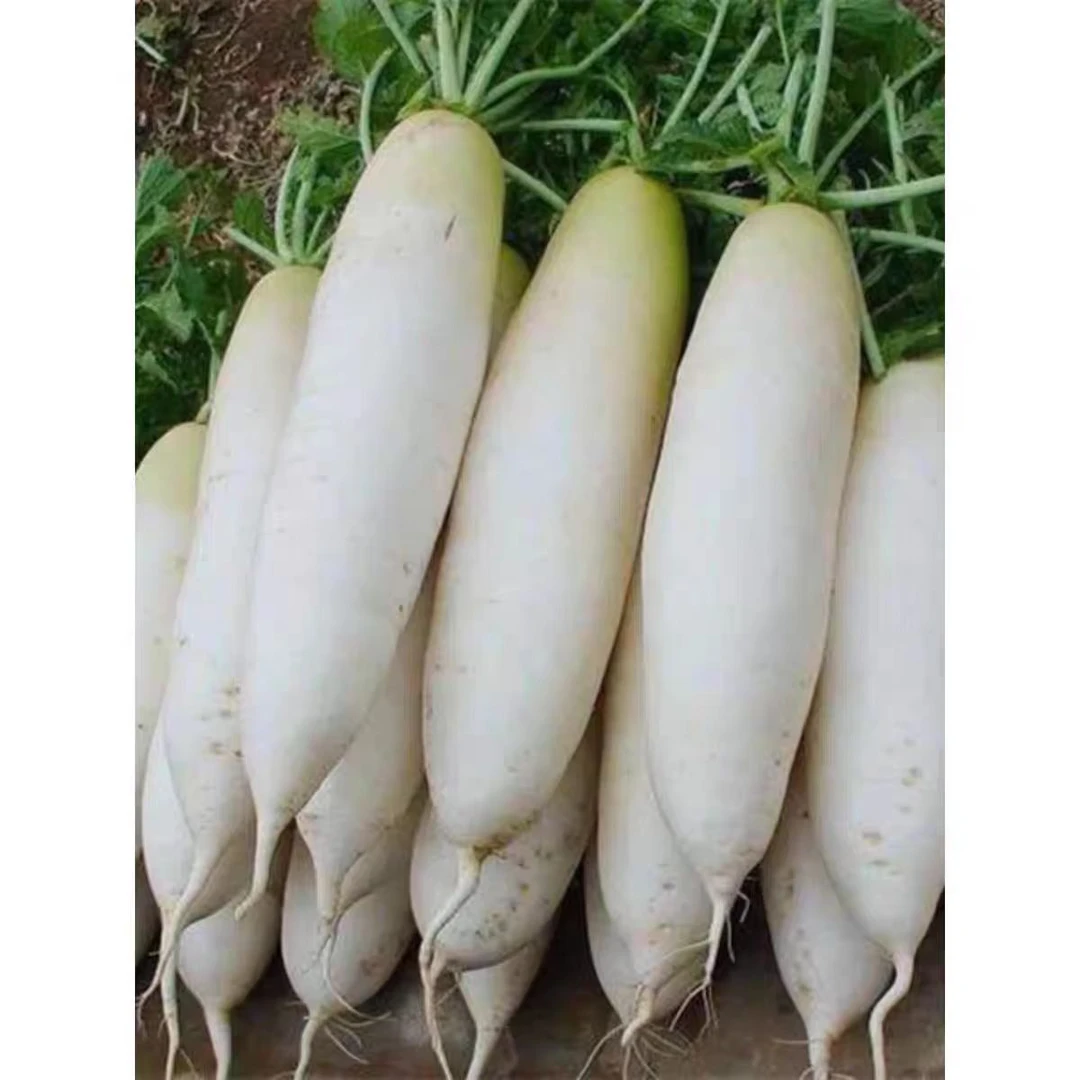 九斤王白萝卜种子春秋冬四季播种蔬菜籽种庭院大田种植长白萝卜孑