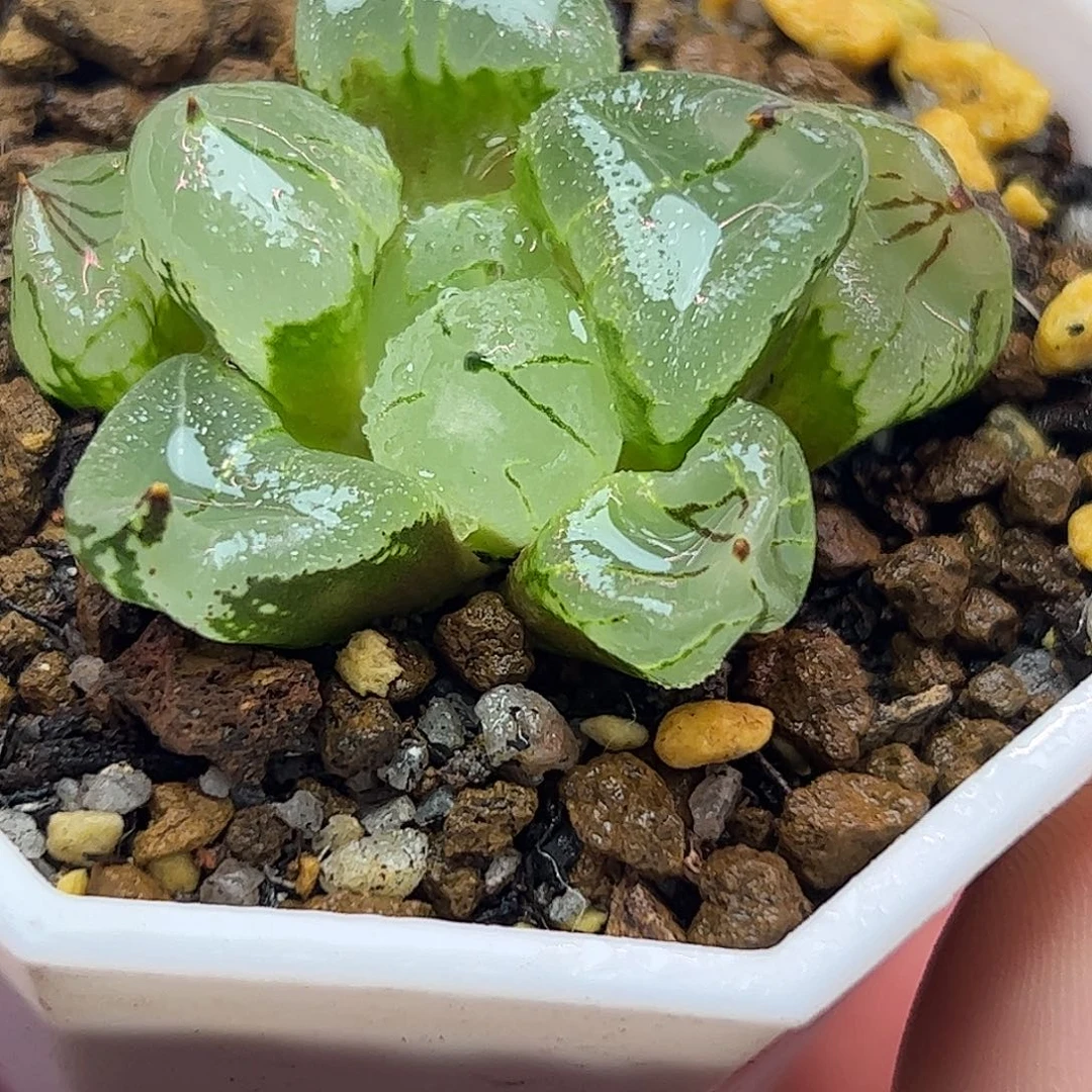 虞美人十二卷多肉植物