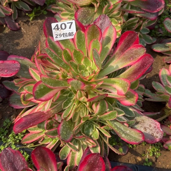 凤冠……多肉植物……