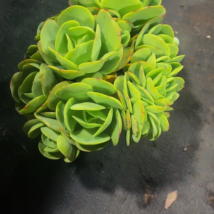 @***肉丽娟花卉碧桃缀化