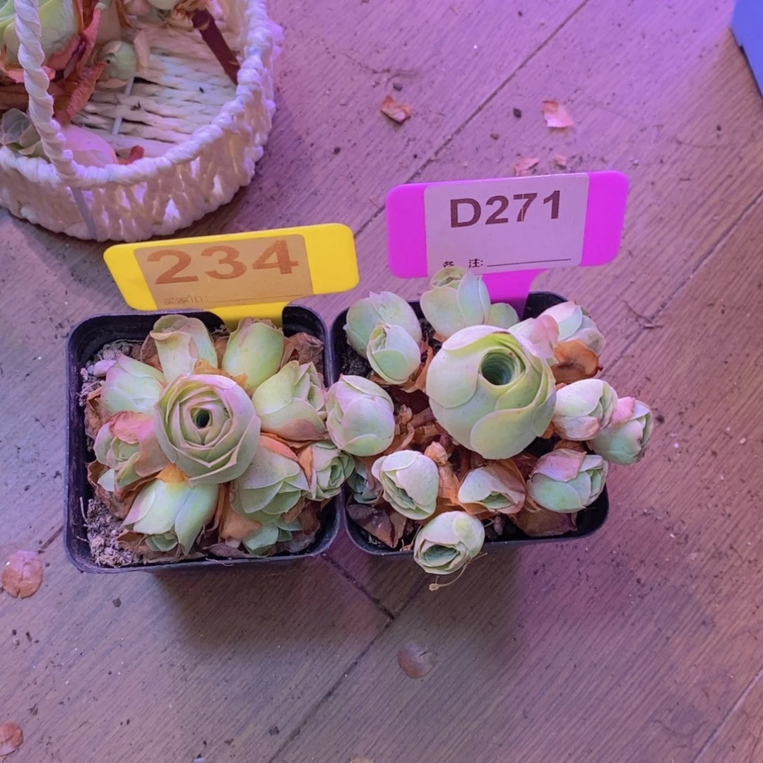 黎***黎山地玫瑰一物拍234272