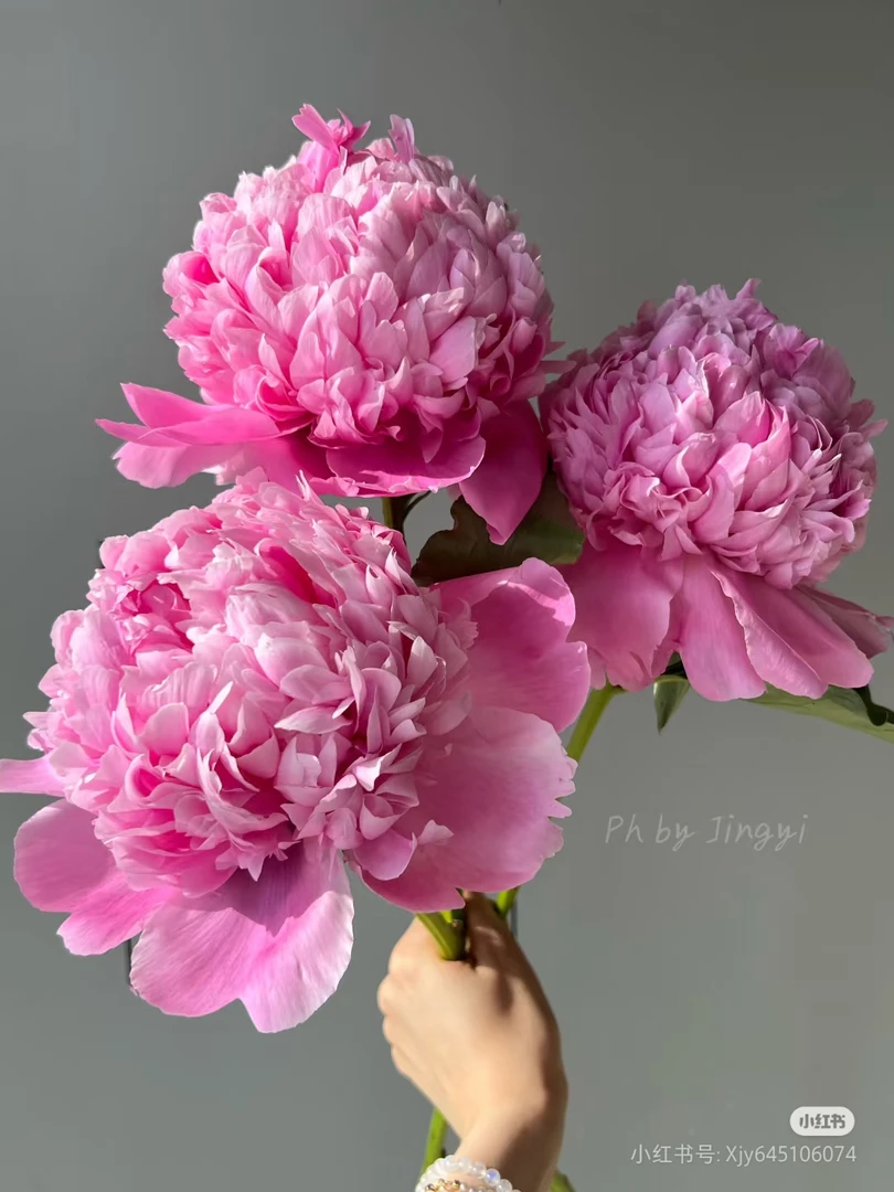 蓝富士重瓣芍药鲜切花山东菏泽基地直发