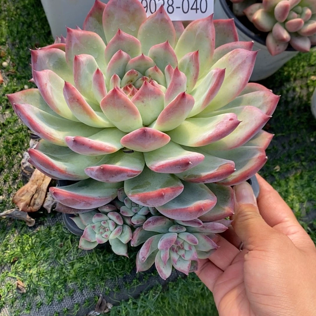 小***傲勿秒拍秒退 9028-40卡罗拉