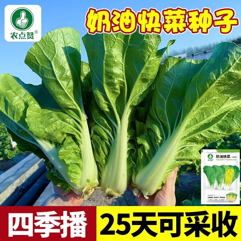 【满5件包邮】四季快菜种子小白菜种子速生大白菜种籽青菜种籽