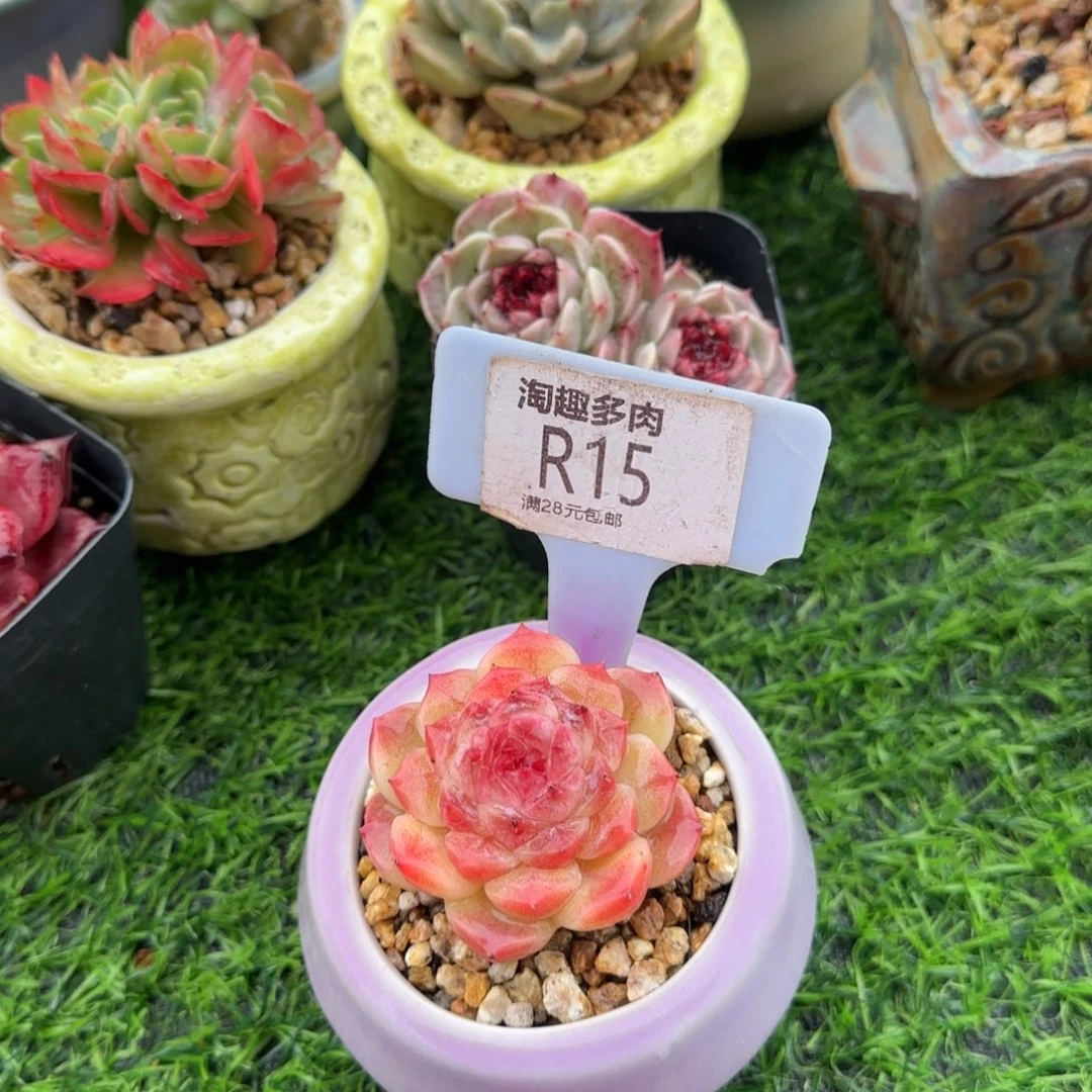 多肉食物冰迫单头