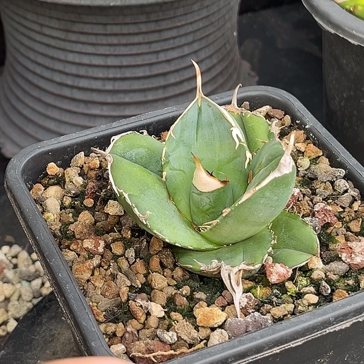 无花朵龙舌兰仁王冠大白鲨
