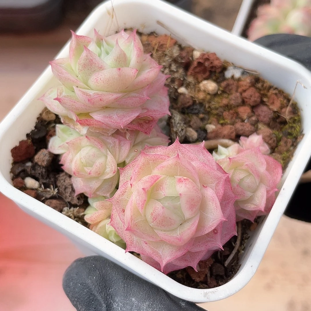 优选女王福利861