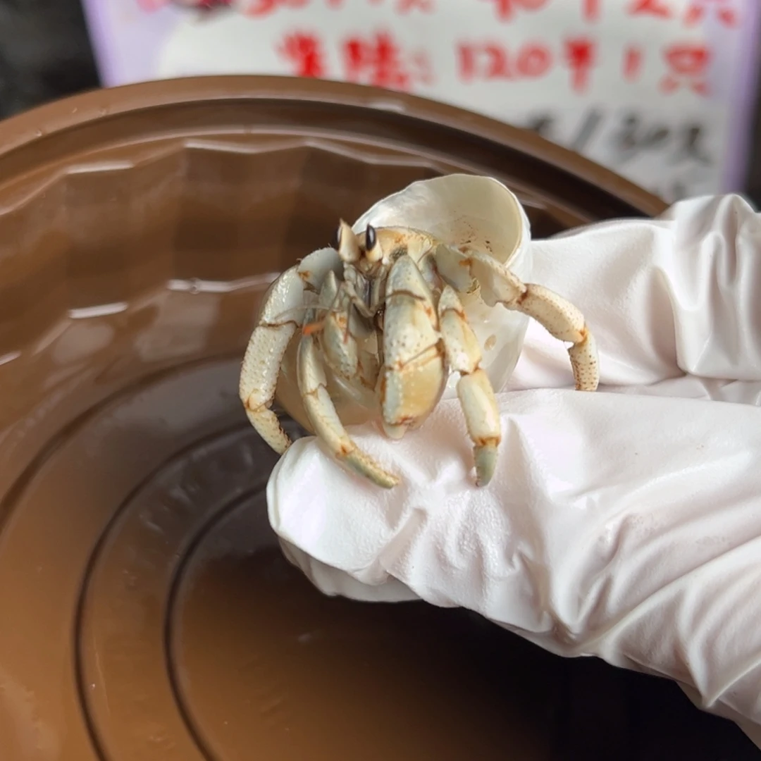 福利价 芝士奶绿1.5