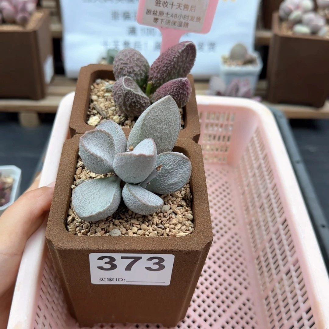 浪**。373胖伍谪仙多肉植物