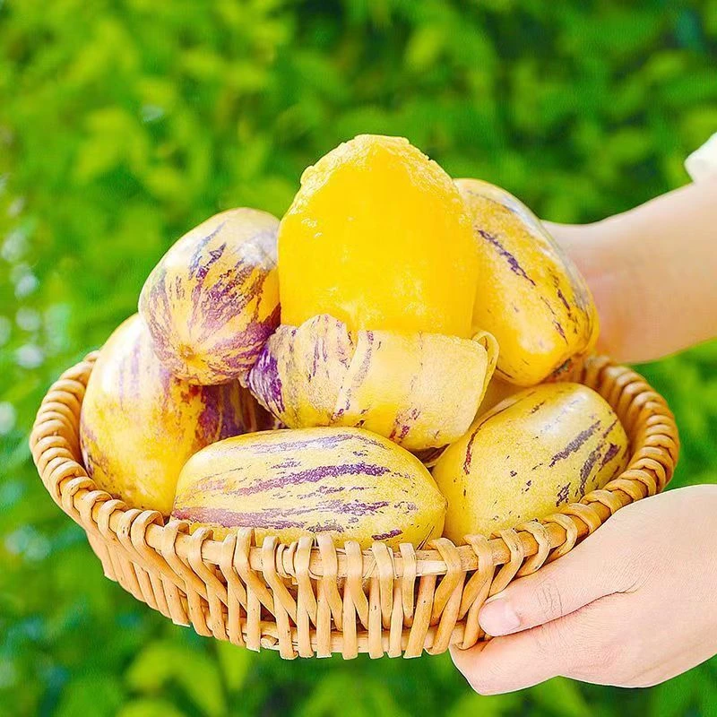 头茬甘肃民勤沙漠人参果新鲜现摘包邮低糖多汁带箱5斤成熟150克起