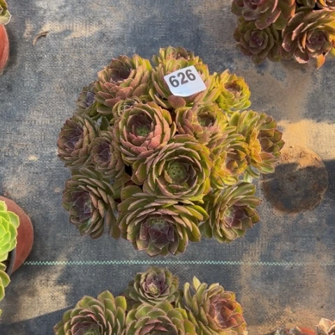 自***美626桃花石朵朵多肉，