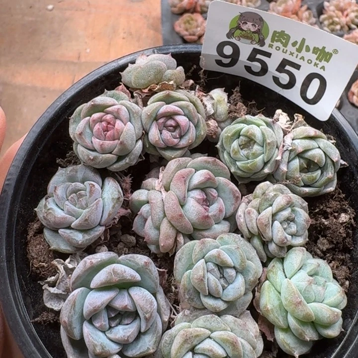 当前无花朵，栽培后可花朵多肉植物多肉植物