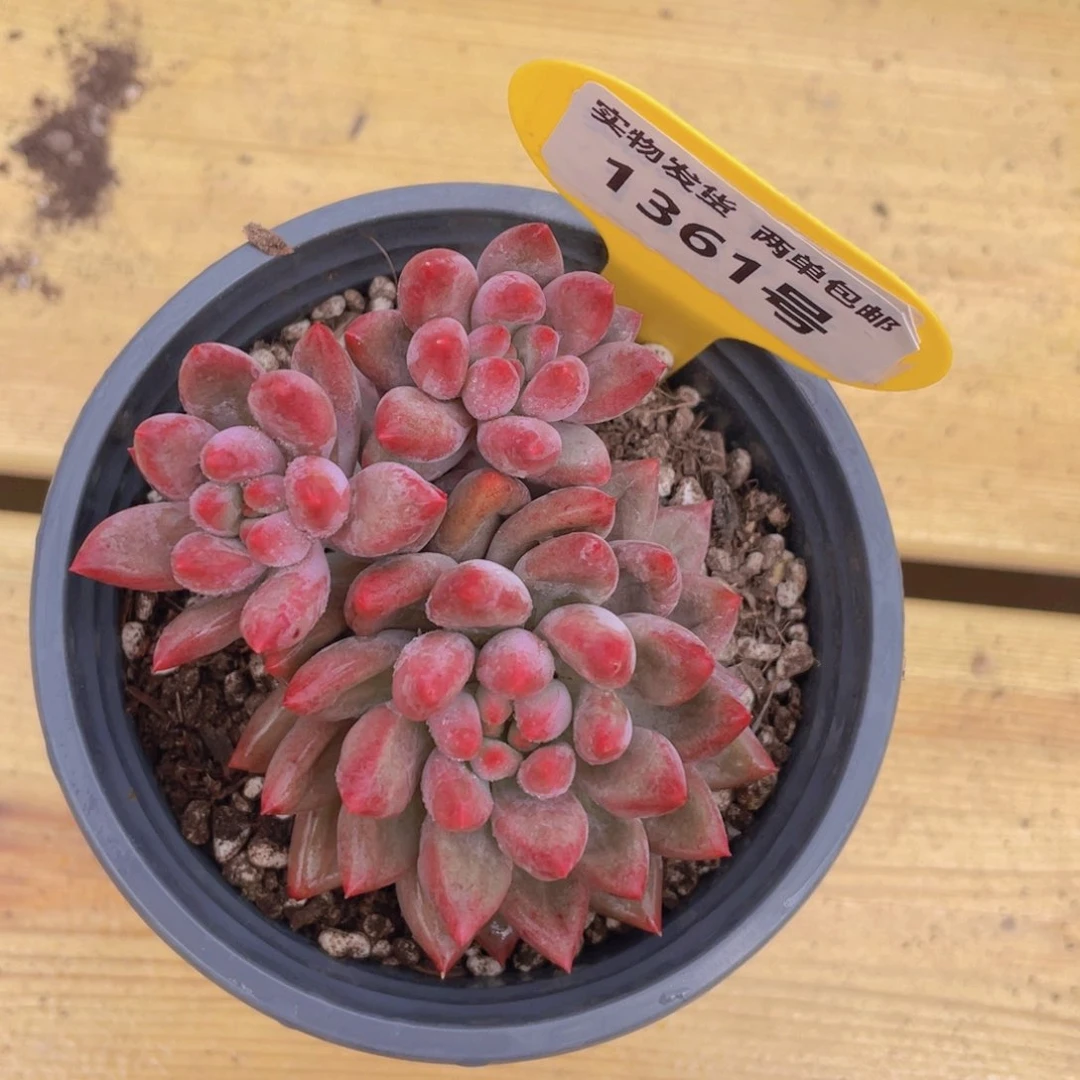 1361号 虞美人群生一个