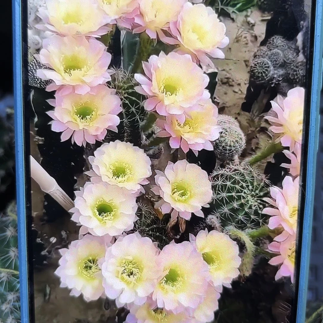水蜜桃无根侧牙四五公分41