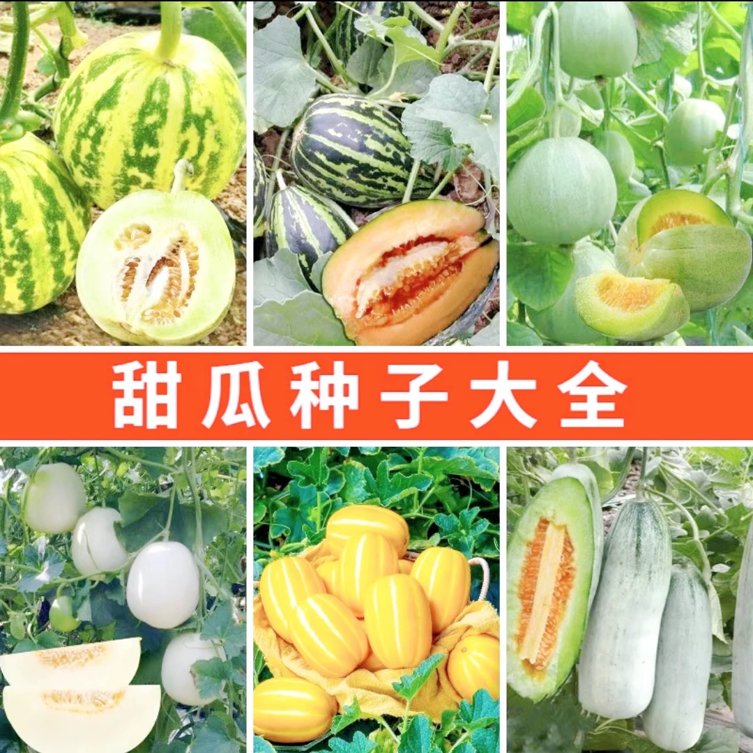 【甜瓜种子大全】白沙糖甜瓜黄瓜香瓜四季高产甜瓜籽甜瓜超甜绿宝石