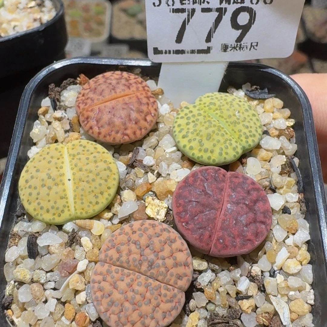 Ssss精品生石花779