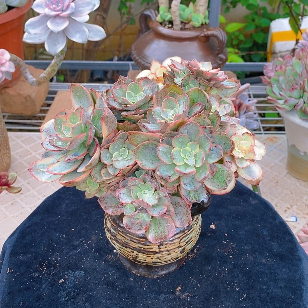 多肉植物非常福利秀叶锦