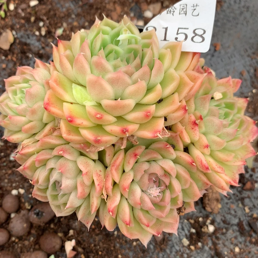 2158杂交精品基地10厘米