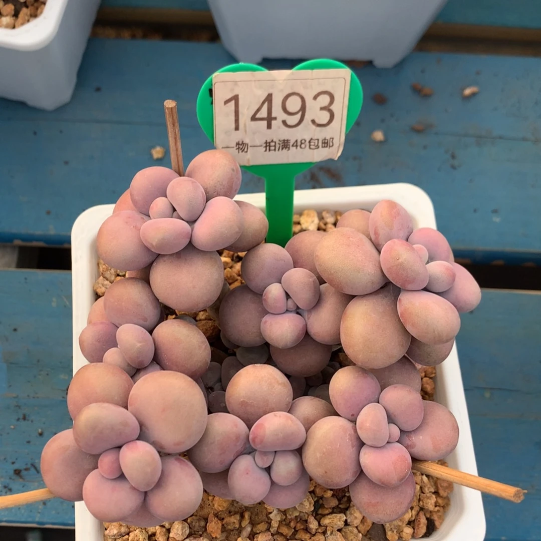 腰子蛋老桩无砍1493