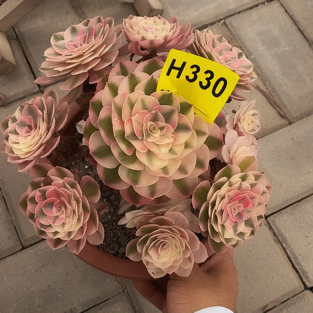 忘***草330倾城冠18左右55555555