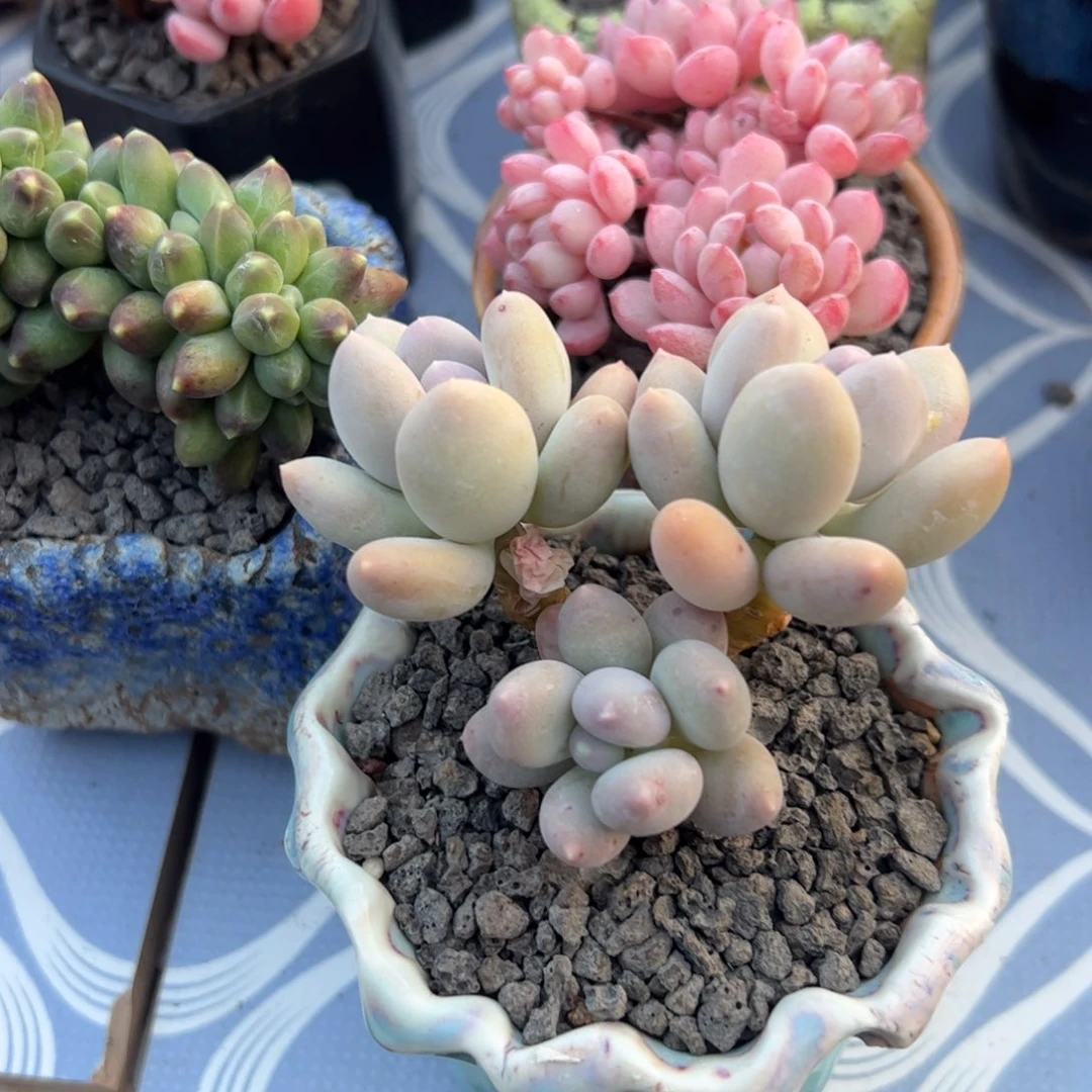 多肉植物多的植物p