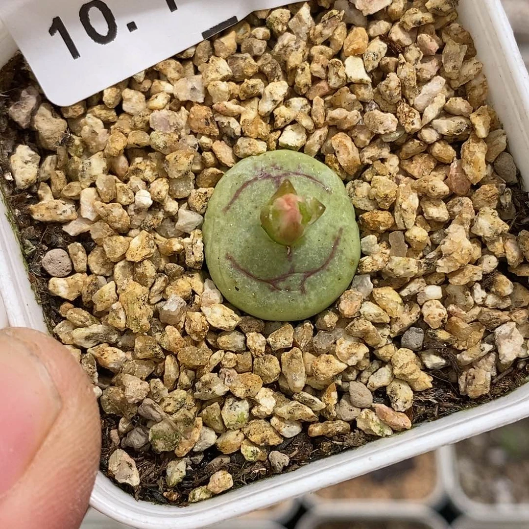 1011-22-杂交福利。