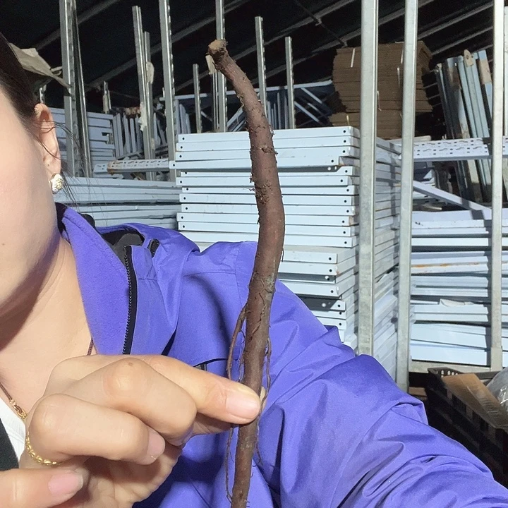 当前无花栽培后可以开花罗马荣耀