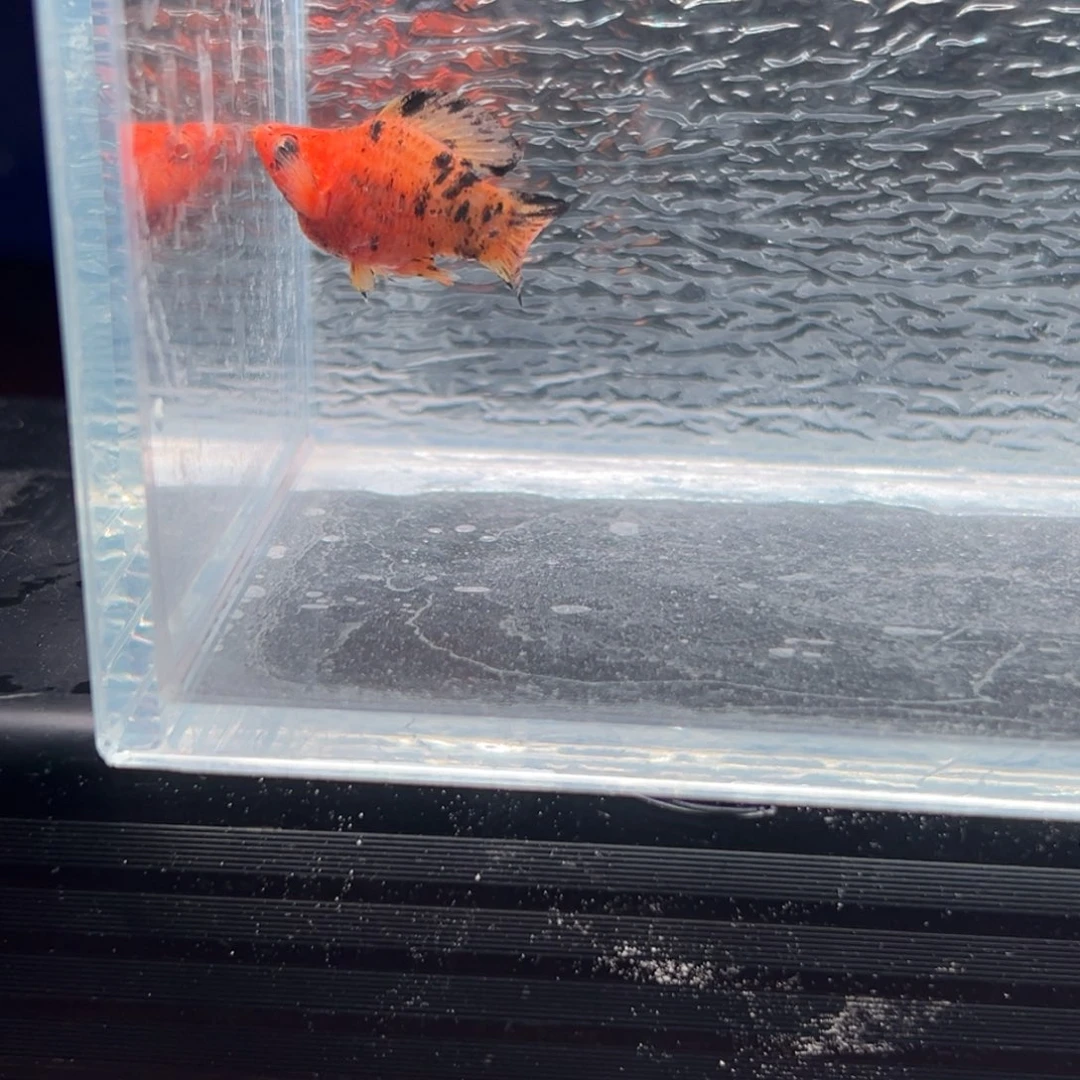 孔雀鱼玛丽鱼一条公