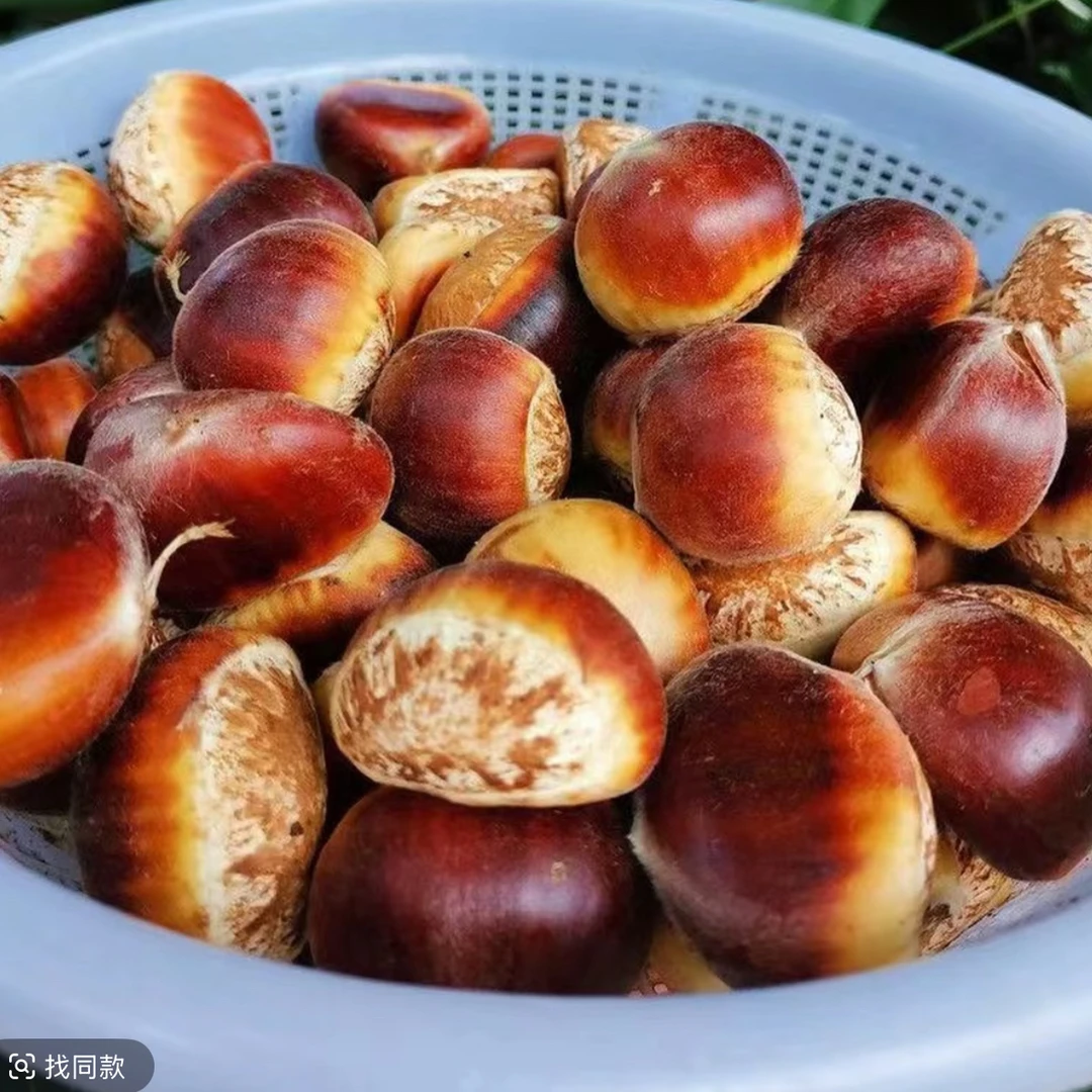 新鲜高山板栗饱满香甜坏果包赔现摘现发