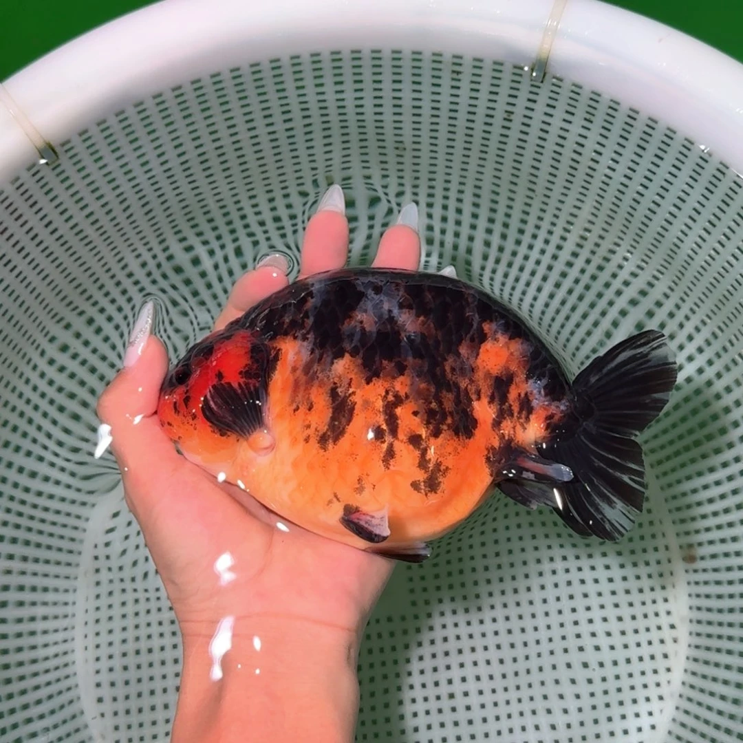 金鱼类不分公母18