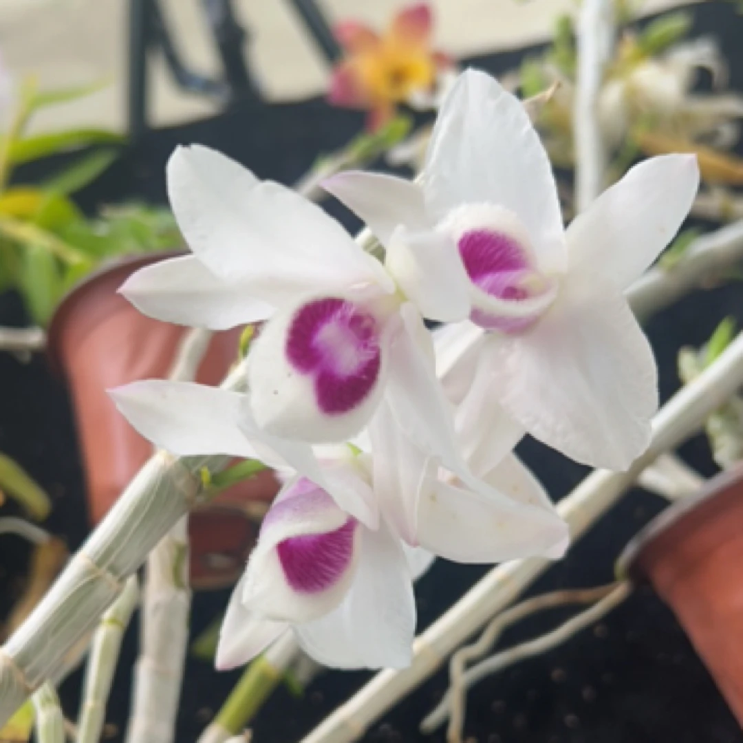半白檀香花浓香型阳台庭院兰花春季夏季粉色前台净化