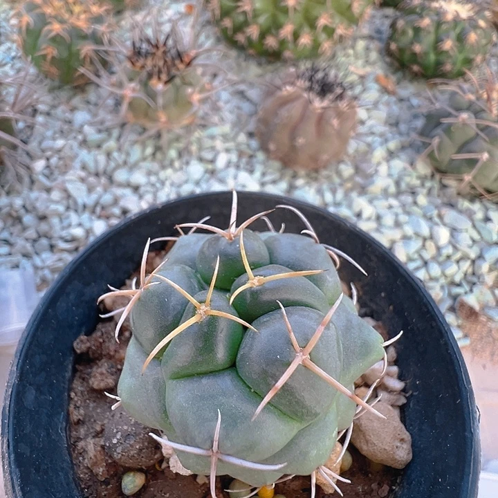实生象牙。安仔。