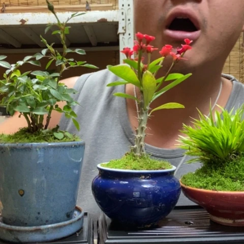 红陶一物一拍所见即所得171