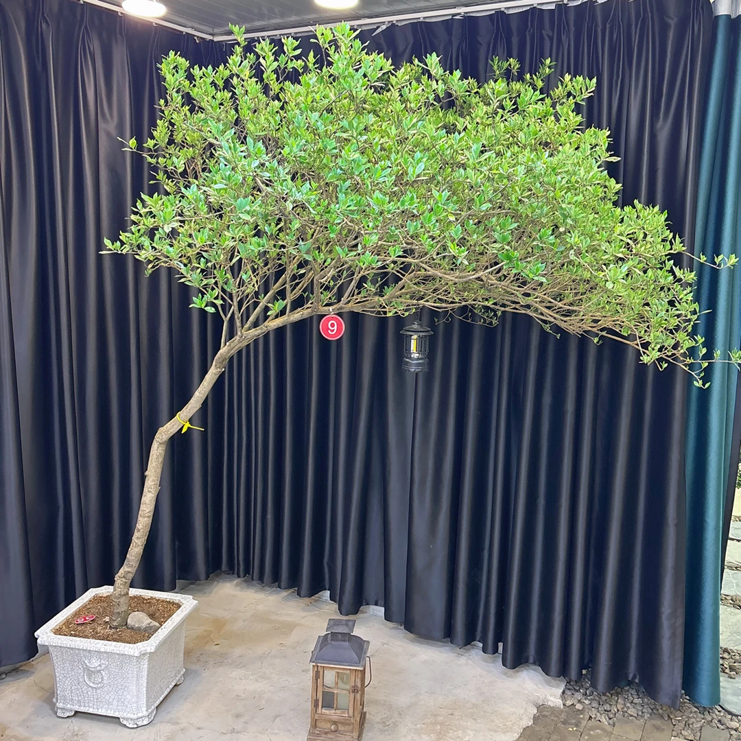 室内室外茶空间玄关处适用的海岛栀子花上海青盆景老桩盆栽绿植