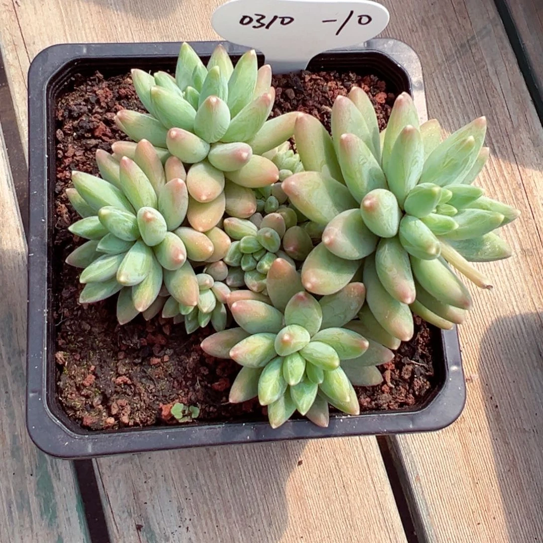 芣**一0310-10阿帝斯托群