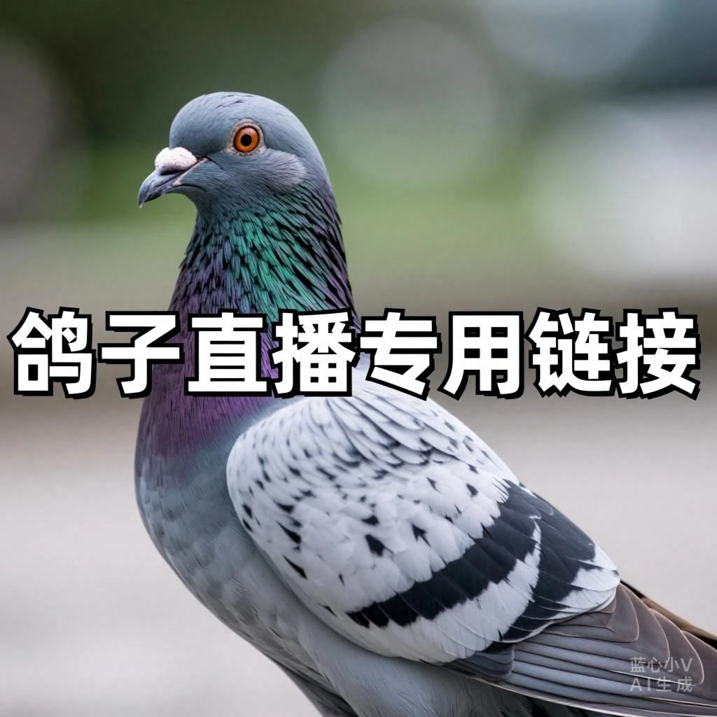 信鸽 种鸽 成绩鸽公棚地方赛