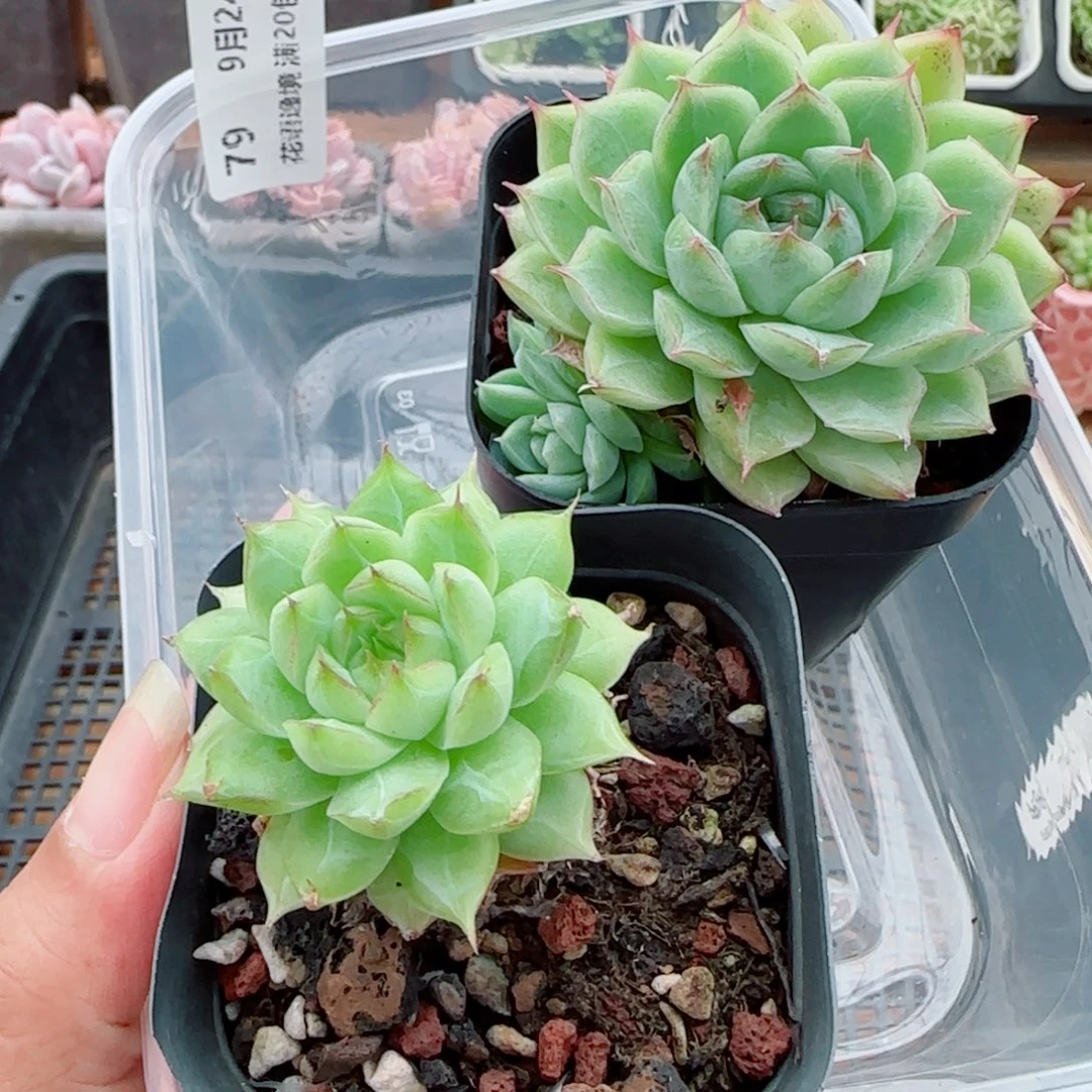 望***安花语逸镜0924-79两个