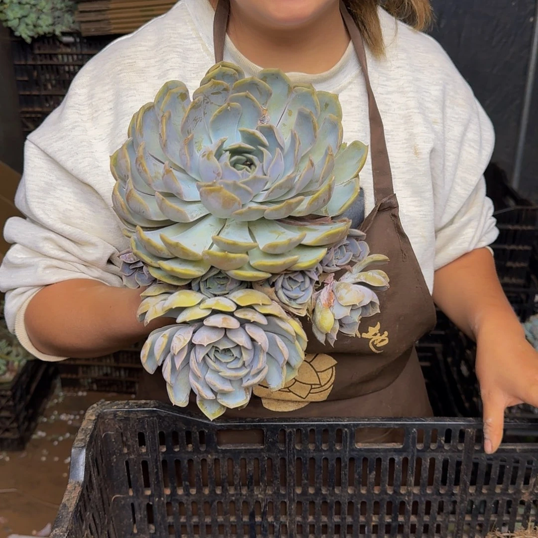 菲欧娜 一颗 不包损2号