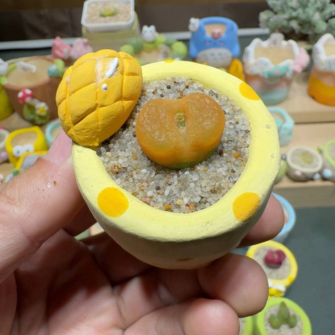 红陶蓉**旧蘑菇745毛汉尼